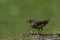 Northern waterthrush