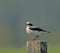 Northern Wheatear