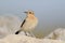 Northern wheatear