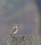 Northern Wheatear