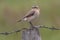 Northern wheatear bird perched on a barbed wire