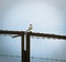 Northern Wheatear or Common Wheatear Oenanthe oenanthe male bird on rusty metal fence