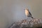 The northern wheatear, little song bird