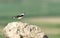 Northern Wheatear Oenanthe oenanthe