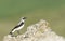 Northern Wheatear Oenanthe oenanthe