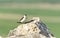 Northern Wheatear Oenanthe oenanthe