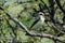 Northern Wheatear Oenanthe oenanthe