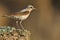 Northern Wheatear Oenanthe oenanthe