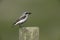 Northern wheatear, Oenanthe oenanthe