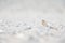 A northern wheatear Oenanthe oenanthe foraging in a sandstorm on the beach of Heligoland.