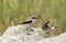 Northern wheatear, Oenanthe oenanthe, a male bird in breeding plumage, about to feed its young fledgling with an insect.