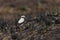 Northern wheatear Oenanthe oenanthe male. Bird is sitting in the burnt grass