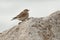 A Northern Wheatear, Oenanthe oenanthe, perched on a rock.
