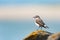 A northern wheatear standing on a rock
