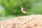 Northern wheatear stands on the ground with a caught cockroach in its beak.