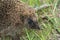 Northern white breasted hedgehog