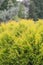 Northern white cedar Thuja occidentalis Rheingold, golden-yellow leaves