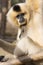 Northern white-cheeked gibbon (Nomascus leucogenys) cuddlin