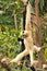 Northern white-cheeked gibbons