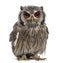 Northern white-faced owl - Ptilopsis leucotis