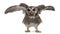 Northern white-faced owl spreading its wings - Ptilopsis leucotis