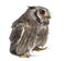 Northern white-faced owl walking - Ptilopsis leucotis