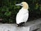 Northern white  gannet with a long bird on the stone