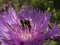 A northern white-tailed bumble bee on a cornflower aster searching for pollen