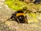 Northern white-tailed bumblebee Bombus magnus chilling on warm stone in the sun . Hairy insect with yellow pollen dots . Bumblebee