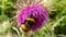 Northern white-tailed bumblebee on thistle flower