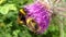 Northern white-tailed bumblebee, white-tailed bumblebee on thistle