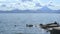 Northern wild nature seals swim in sea and rest on old pier