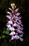 Northern wild Orchid