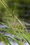 Northern Wild Rice  704233