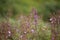 Northern wolfs-bane (Aconitum lycoctonum) and alpine blue sow-thistle (Cicerbita alpina)