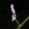 Northern wolfsbane, Aconitum lycoctonum, bursting flower macro, selective focus, shallow DOF