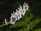 Northern wolfsbane, Aconitum lycoctonum, flowers on stem macro, selective focus, shallow DOF