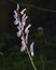 Northern wolfsbane, Aconitum lycoctonum, flowers on stem macro, selective focus, shallow DOF