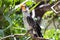 northern yellow-billed hornbill