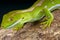 Northland green gecko / Naultinus grayii