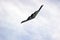 Northrop Grumman B-2 Stealth Bomber