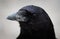 Northwestern Crow Closeup