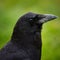 Northwestern Crow Closeup