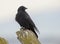 Northwestern Crow (Corvus caurinus)