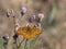 Northwestern Fritillary butterfly