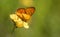 Northwestern Fritillary - Speyeria hesperis - On Hawkweed Flower