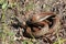 Northwestern Garter Snake Coiled