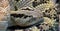Northwestern neotropical rattlesnake 1