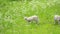 Norway. Domestic. Lambs Running In Hilly Norwegian Pasture. Misty Spring Green Meadow. Sheep Farming