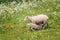 Norway. Domestic Mother Sheep Feeds Lambs With Breast Milk. Lambs Suck Sheep s Mother s Milk. Sheep And Lambs Feeding In